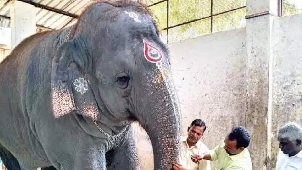 TIRUCHENDUR ELEPHANT ATTACK S